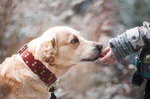 Animal Assisted Therapy in Occupational Therapy