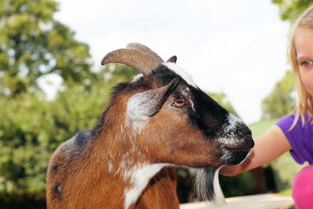 animal assisted therapy in occupational therapy 